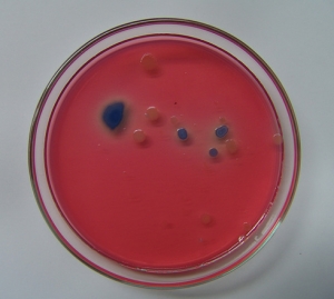 gut bacteria test kits 