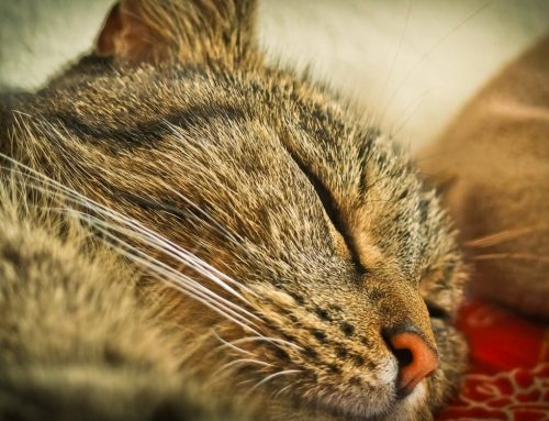 The 3 Ways to Beat Adrenal Fatigue