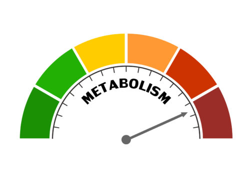 Metabolism Test: Know Your #’s / Top Metabolic Panel Test